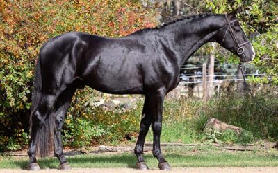 Stallion licensing results: New blood for CWHBA