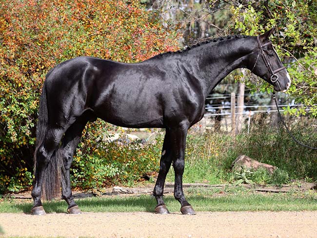 Stallion licensing results: New blood for CWHBA