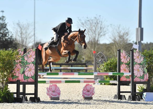 Canadian Warmbloods continue to excel south of the border!