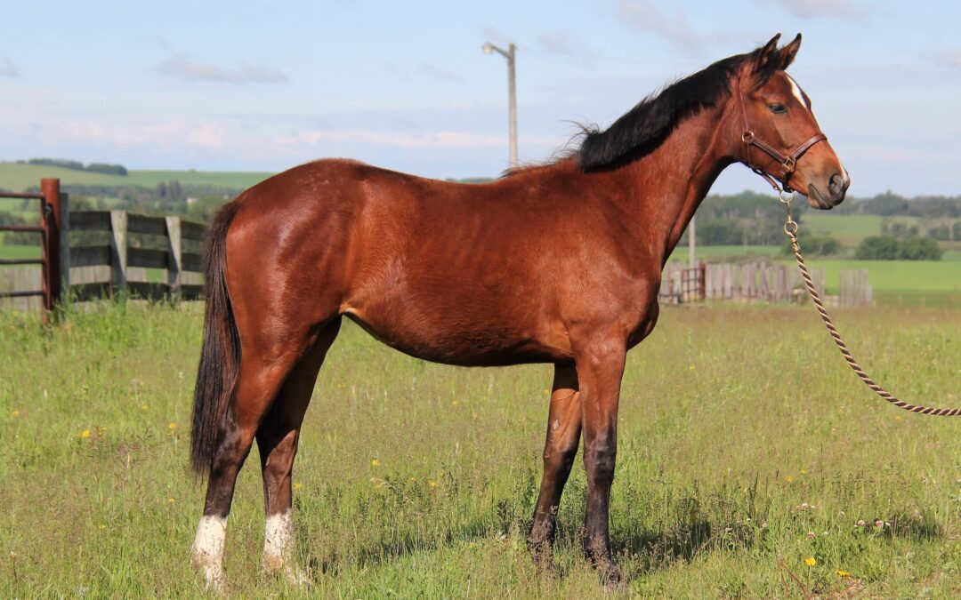 Yearling Filly – SOLD