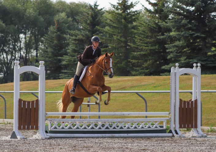 Hunter/Jumper for Lease or Purchase –